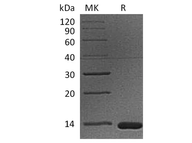 Recombinant Cynomolgus B2M/Beta-2-microglobulin Protein (His Tag) - image 1