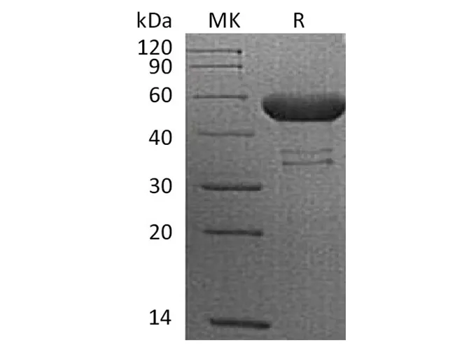 Recombinant Cynomolgus CTLA-4/CD152 Protein (Fc Tag) - image 1