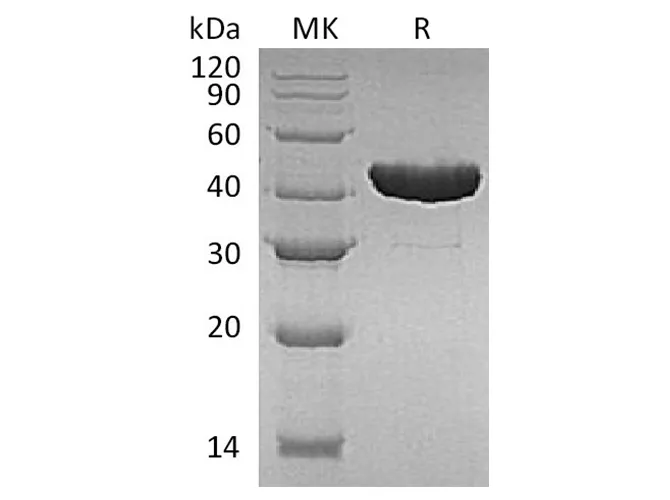 Recombinant E.coli Tryptophan Synthase β Chain/Trp B Protein (His Tag) - image 1