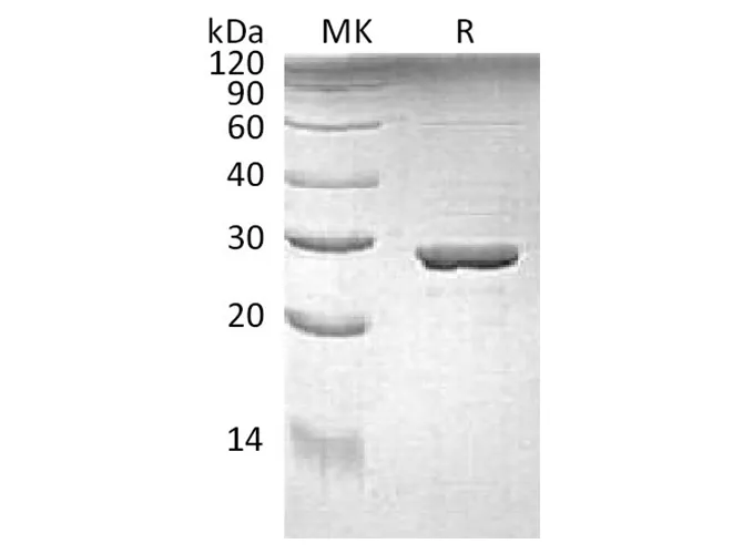Recombinant E.coli Tryptophan Synthase α Chain/Trp A Protein - image 1