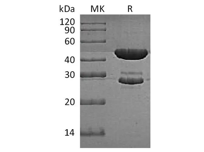 Recombinant E.coli Tryptophan Synthase Protein (His Tag) - image 1