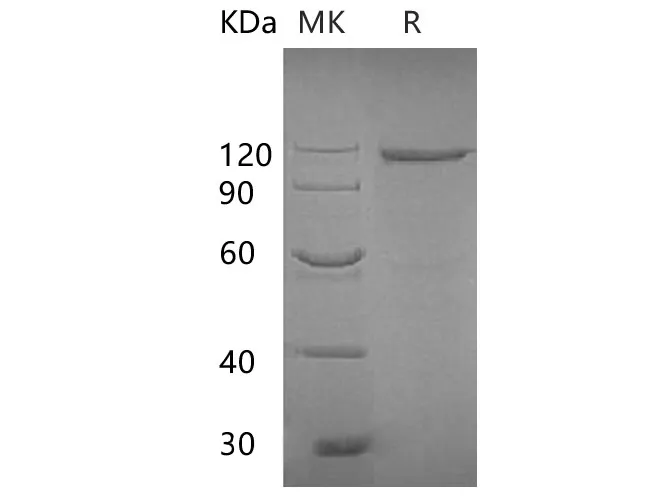 Recombinant E.coli Beta-galactosidase Protein - image 1