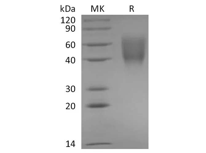 Recombinant Rabbit B7-2/CD86 Protein (His Tag) - image 1