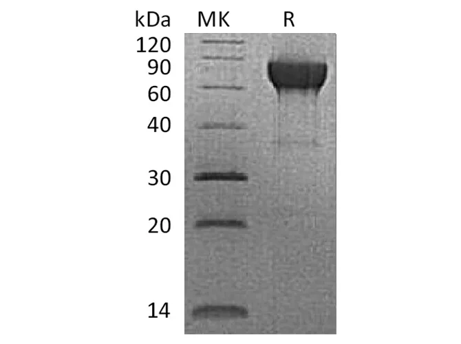 Recombinant Rhesus macaque CD27/TNFRSF7 Protein (Fc Tag) - image 1