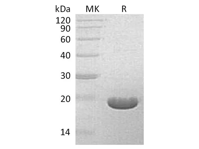Recombinant Streptomyces hygroscopicus Bar Protein - image 1