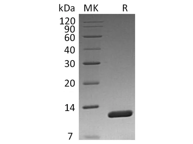 Recombinant Vibrio cholerae Toxin B Protein - image 1