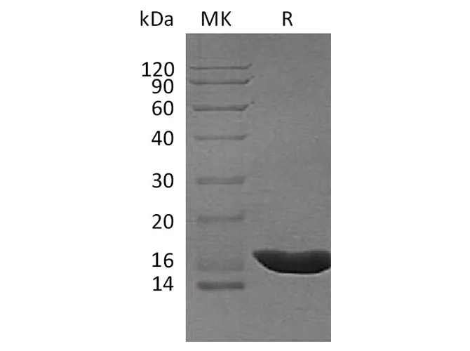 Recombinant Cavia porcellus IL-1b/IL-1 beta/IL-1F2 Protein (His Tag) - image 1