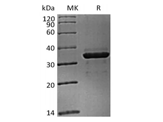 Recombinant Cynomolgus FGL1 (C-6His) - image 1