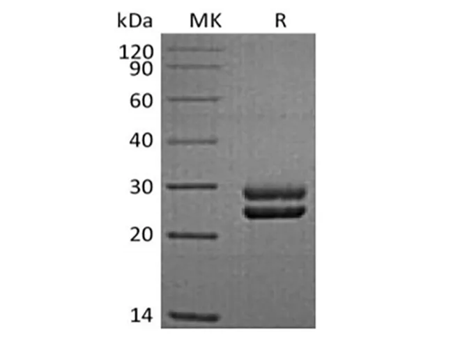 Recombinant Sheep Prolactin/PRL (C-6His) - image 1
