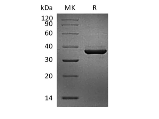Recombinant Cynomolgus FGL1 (C-Avi-6His) Biotinylated - image 1