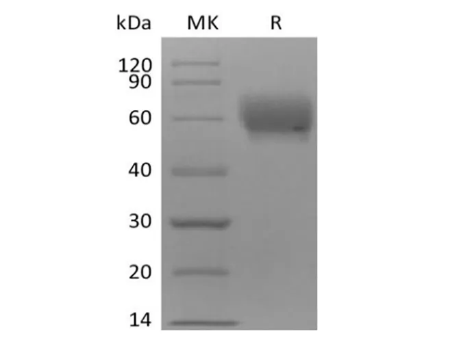 Recombinant Cynomolgus TPBG/5T4 (C-6His) - image 1