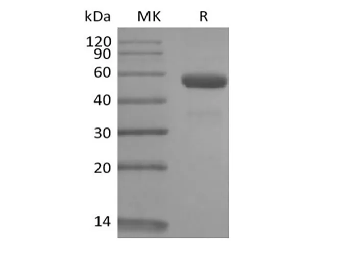 Recombinant Rhesus Macaque CD79B/B29 (C-Fc) - image 1