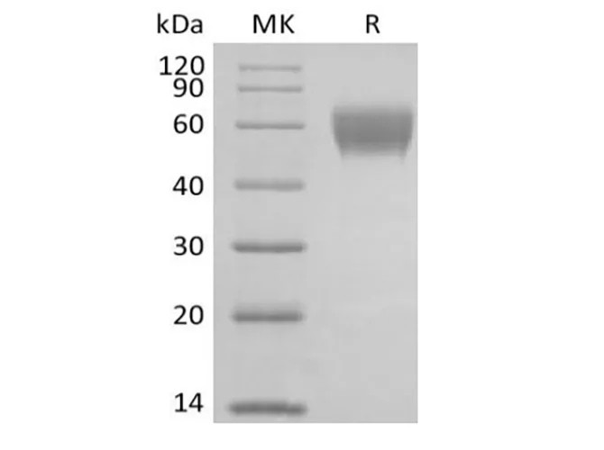 Recombinant Cynomolgus NKG2-D type II Integral Membrane Protein/NKG2D/CD314 (N-Fc) - image 1
