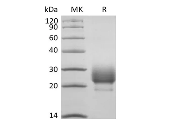 Recombinant Rhesus Macaque CD79B/B29 (C-6His) - image 1