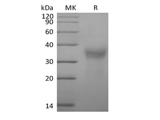 Recombinant Cynomolgus CD7/Leu-9 (C-6His) - image 1