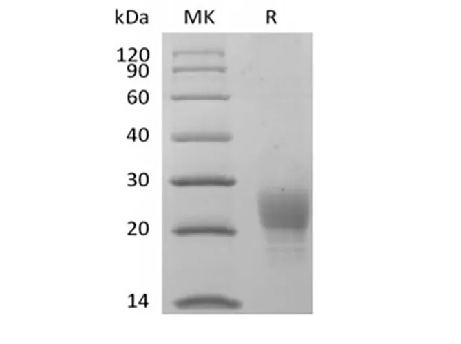 Recombinant Cynomolgus PVRIG (C-6His) - image 1