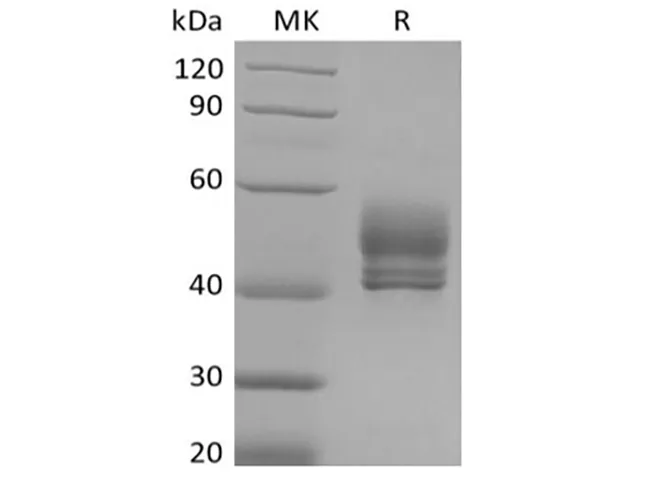 Recombinant Cynomolgus CD3D&CD3E Heterodimer (C-Fc-Flag&C-Fc-6His) - image 1