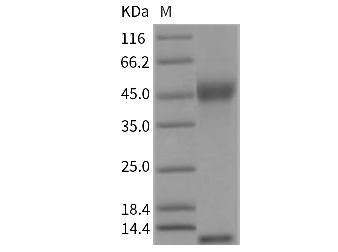 Recombinant Rat FCGRT & B2M Heterodimer Protein - image 1
