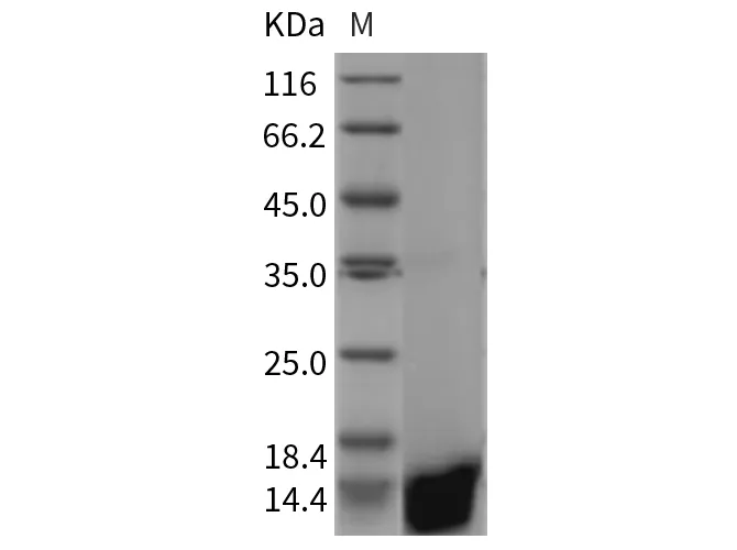 Recombinant Rat Galectin-1/LGALS1 Protein - image 1