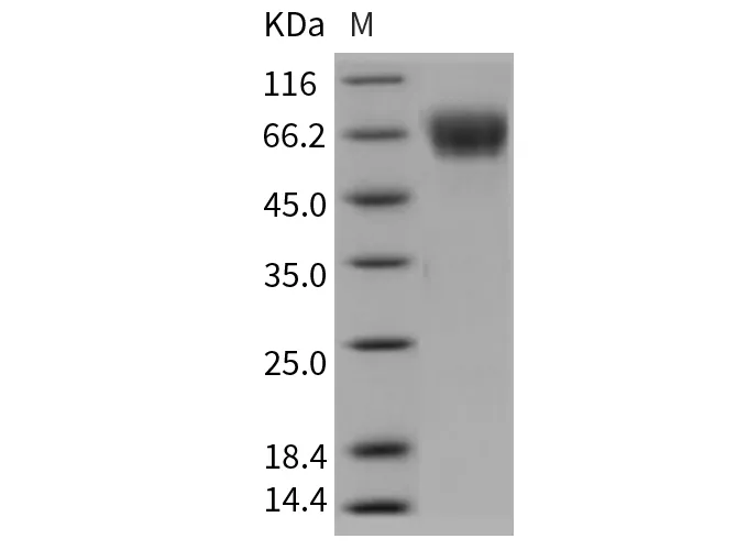 Recombinant Rat CLEC4F/CLECSF13 Protein - image 1