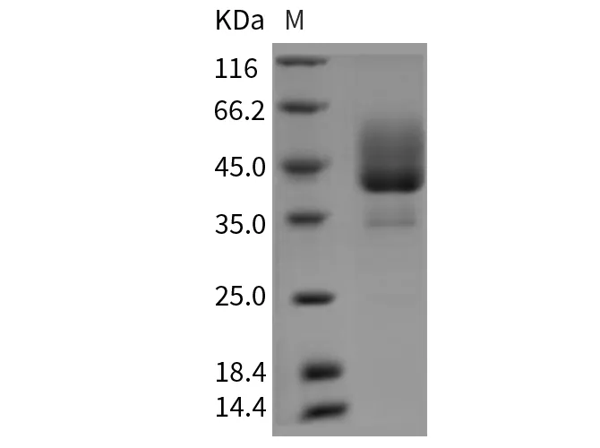 Recombinant Rat BAFFR/TNFRSF13C Protein (Fc Tag) - image 1