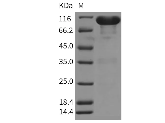 Recombinant Rat EphA7/EHK3 Protein (Fc Tag) - image 1