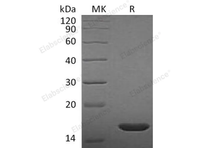 Recombinant Rat FGF-2/FGFb Protein - image 1