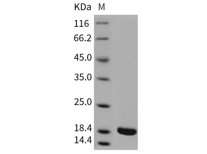 Recombinant Rat IL-1 beta/IL1B Protein (mature form) - image 1