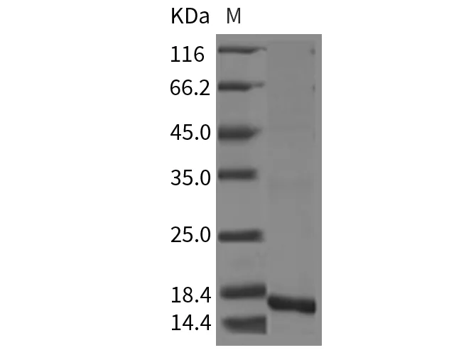 Recombinant Rat IL-10/Interleukin-10 Protein - image 1