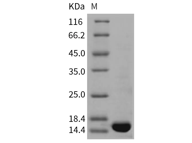 Recombinant Rat TNF-alpha/TNFA Protein - image 1