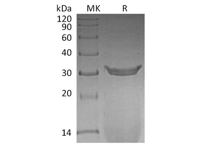 Recombinant Rat IgG2A Fc/Igg-2a Protein - image 1