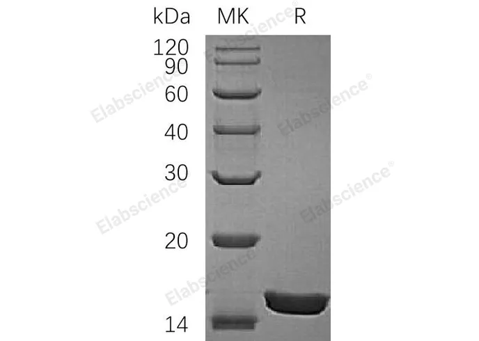 Recombinant Rat IL-1A/ IL-1α Protein - image 1