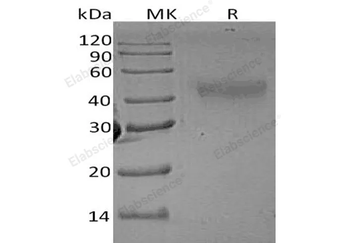 Recombinant Rat M-CSF/CSF1 Protein - image 1