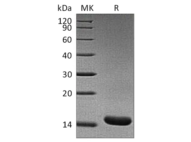 Recombinant Rat TNF-alpha/TNFA Protein - image 1