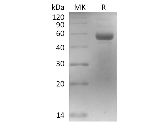 Recombinant SARS-CoV-2 Spike Protein (RBD, mFc Tag) - image 1