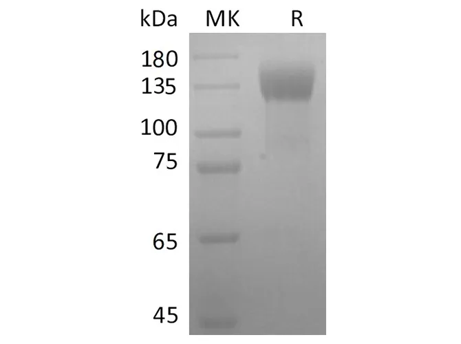 Recombinant SARS-CoV-2 S1 Protein (mFc Tag) - image 1