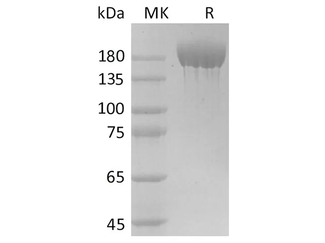 Recombinant SARS-CoV-2 S-trimer Protein (His Tag) - image 1