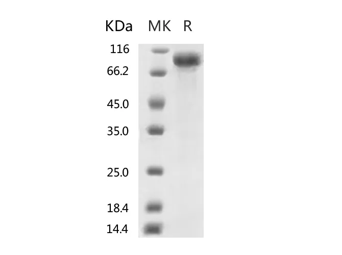 Recombinant SARS-CoV-2 S2 Protein (mFc Tag) - image 1