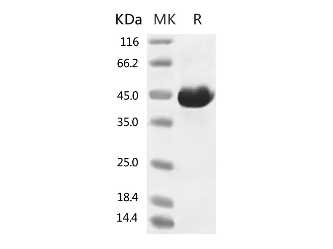 Recombinant SARS-CoV-2 Spike Protein (RBD, Fc Tag) - image 1