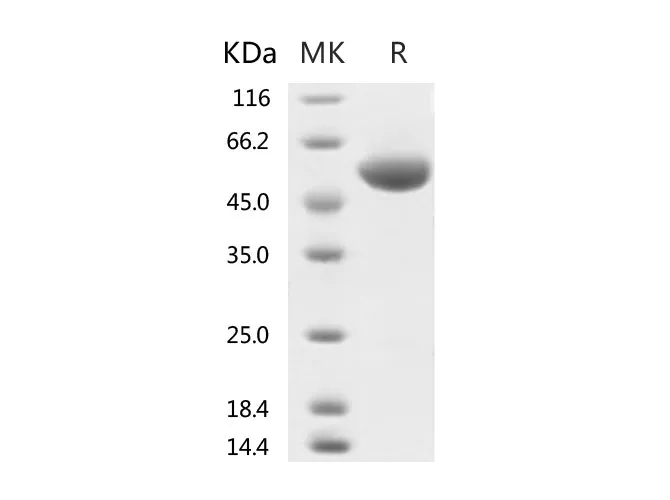 Recombinant SARS-CoV-2 Spike Protein (RBD, rFc Tag) - image 1