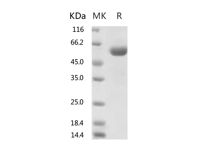 Recombinant SARS-CoV-2 Spike Protein (RBD, mFc Tag)(V367F) - image 1