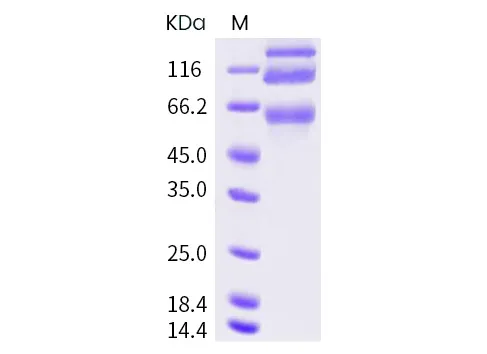 Recombinant HCoV-OC43 S1+S2 Protein (ECD, His Tag) - image 1