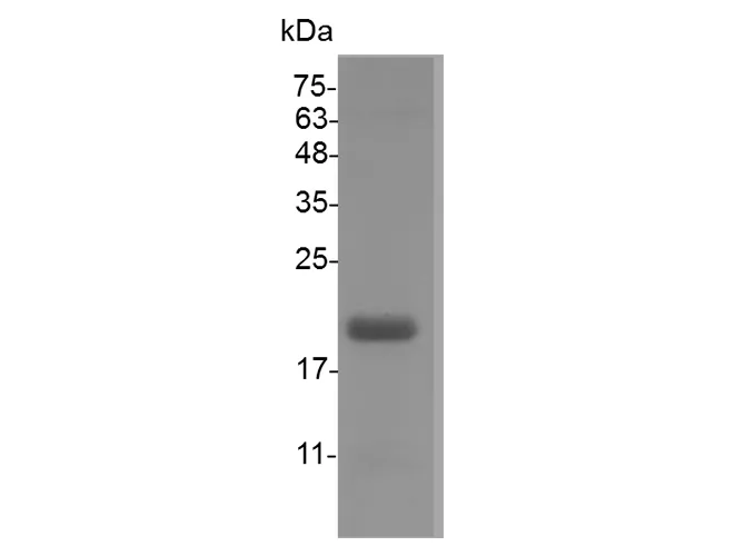 Recombinant Swine IL-1 beta protein(His Tag) - image 1
