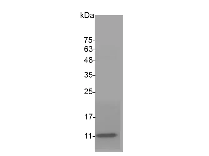 Recombinant Swine IL-8 protein(His Tag) - image 1