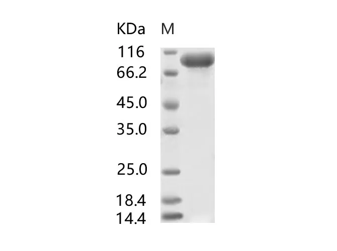 Recombinant SARS-CoV S1 Protein, Biotinylated (His Tag) - image 1