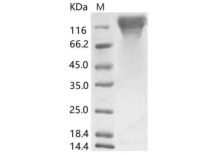 Recombinant HCoV-HKU1 (Isolate N5) S1 Protein (His Tag) - image 1