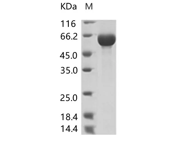 Recombinant AcmNPV Envelope glycoprotein gp64(His Tag) - image 1