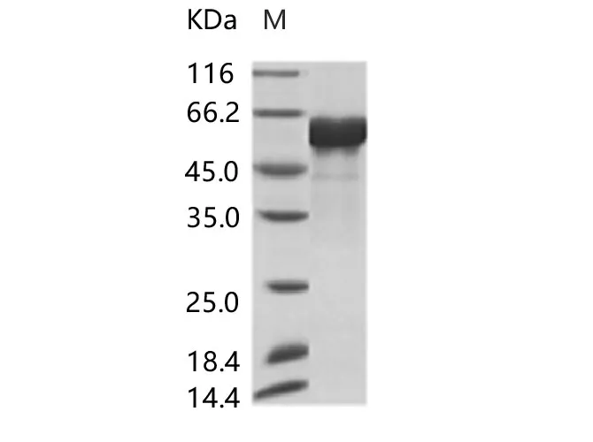Recombinant AcmNPV Envelope glycoprotein gp64(His Tag) - image 1