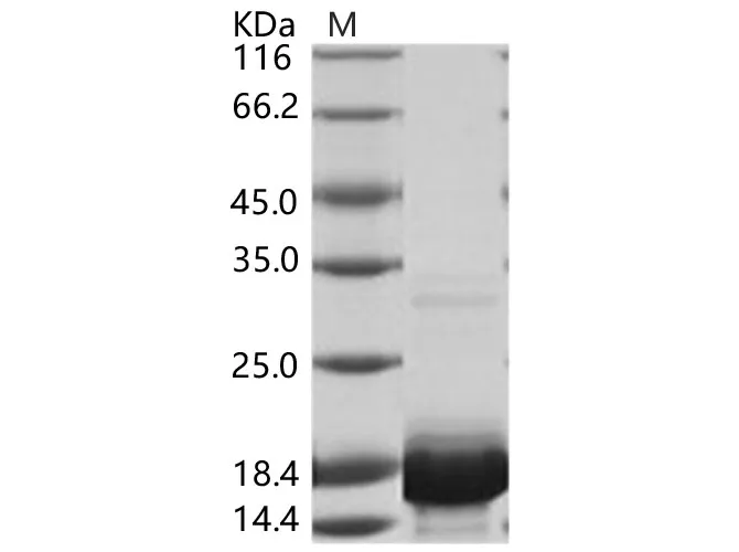 Recombinant DENV-2 (Strain New Guinea C) Capsid protein / DENV-C Protein (His Tag) - image 1