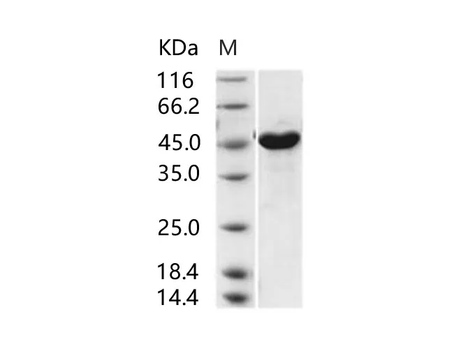 Recombinant MERS-CoV Nucleoprotein / NP protein (His Tag) - image 1
